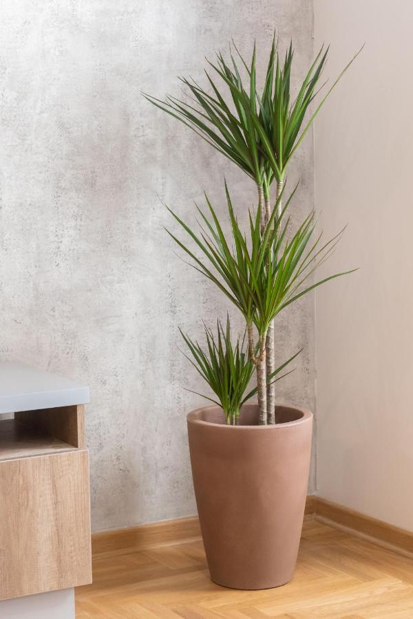 Apartment Bohemia เบลเกรด ภายนอก รูปภาพ